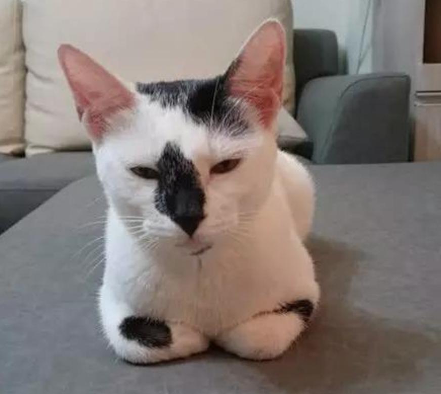 猫咪不同的睡姿,表达的情绪可不一样,快看看你家猫咪属于哪种？