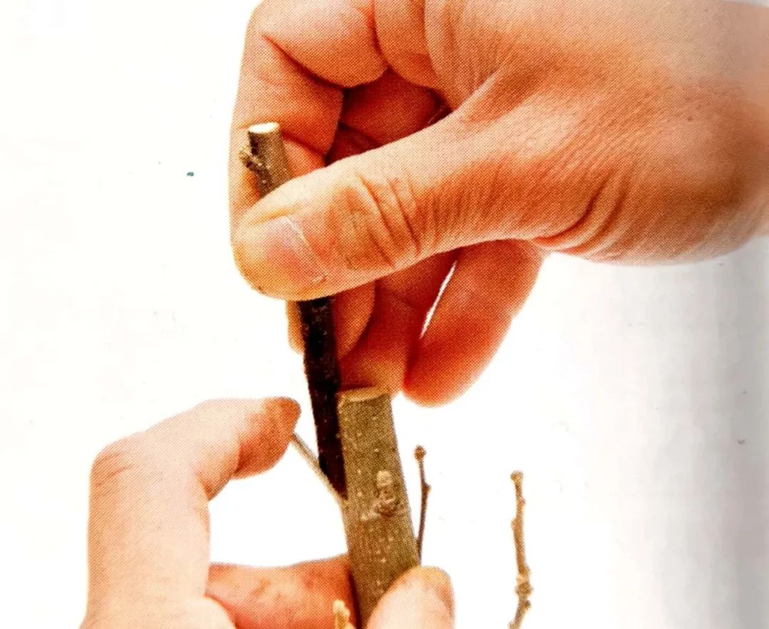 夏季嫁接怎样接成活率最高,靠接嫁接技术教程