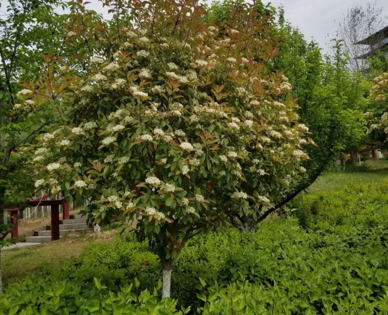 植物树球造型图片,园林灌木树球