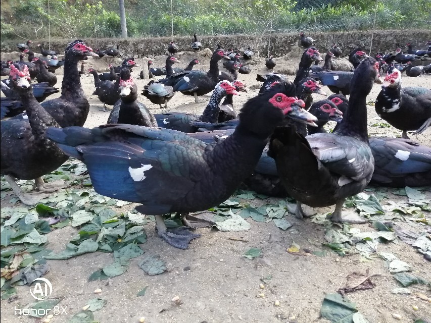 大山里的原生态放养黑番鸭,农村养殖番鸭视频