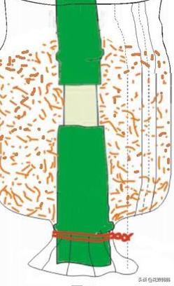 你还在为嫁接而烦恼吗,扦插成活率的提高方法