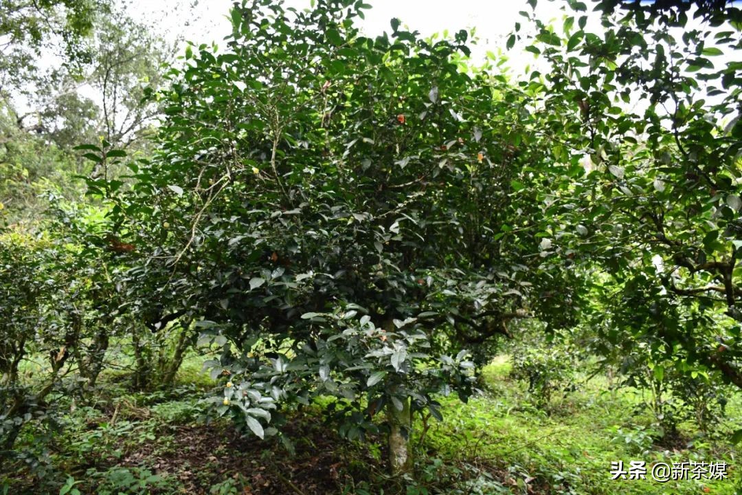 南糯山普洱茶与景迈茶,景迈和南糯山哪个好