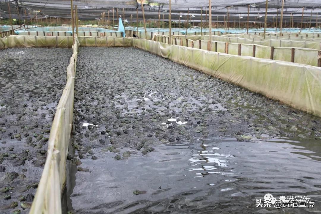 厉害藤县成功签约26亿元项目,厉害这个村凭一条虾走上了致富路