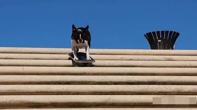 用动物做品牌宣传要版权吗,人工制作小动物宣传