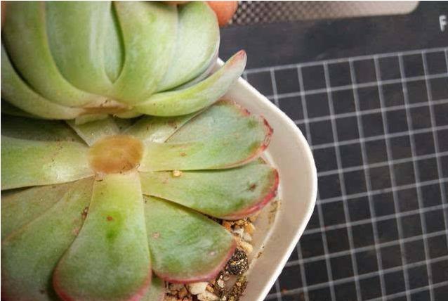 多肉砍头后爆头怎么处理,多肉砍头后怎么才能长出小头