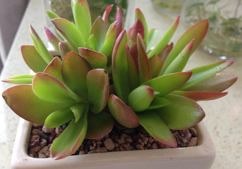 多肉火祭怎么养叶子圆润,多肉火祭叶片干瘪厉害