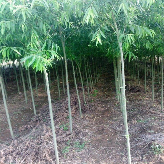 盛昌苗木,盛昌果品园