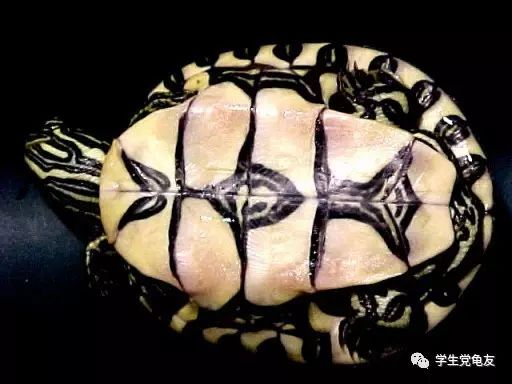 真假李逵——我们买到的“大河甜甜圈”是何许龟也?