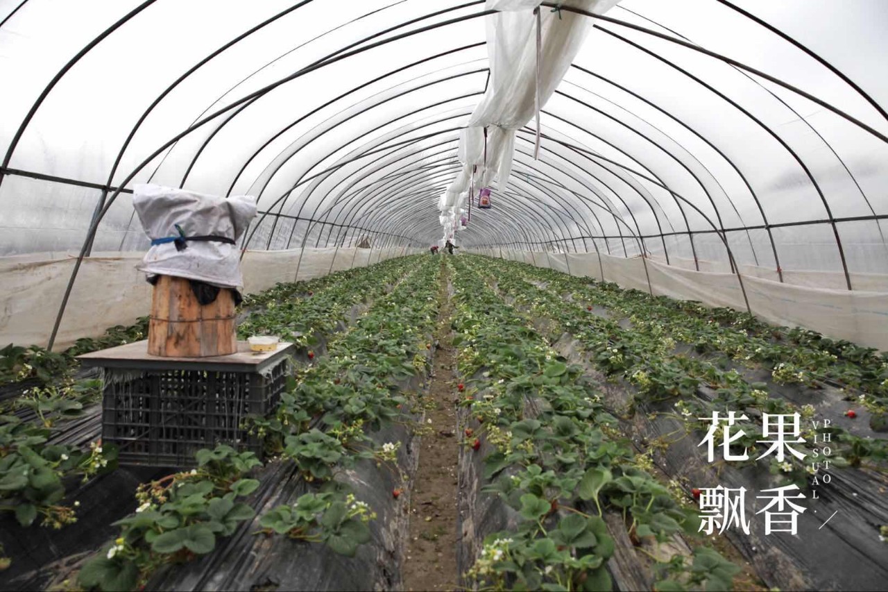 自家种草莓什么体验,博士种草莓的视频