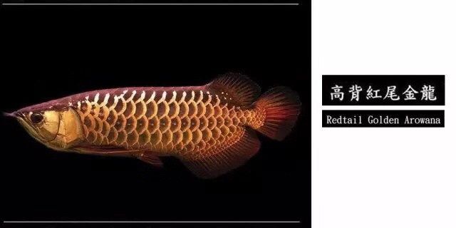 龙鱼混养品种推荐,龙鱼品种大全