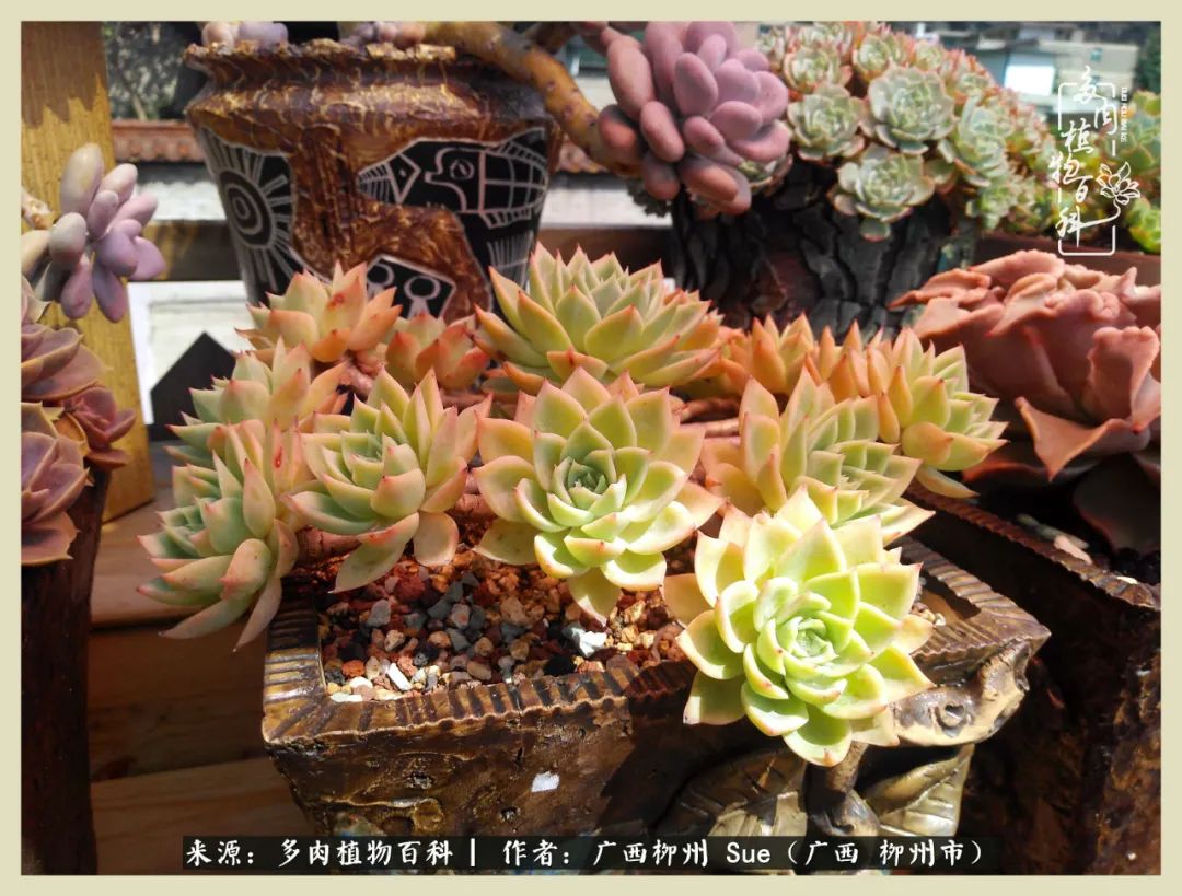 艳阳高照凉爽贵州，我要勤快地捕捉美好！（二）