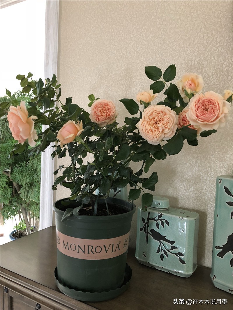 养好月季6大诀窍，附带配土、浇水、施肥详细教程。助你花开满园