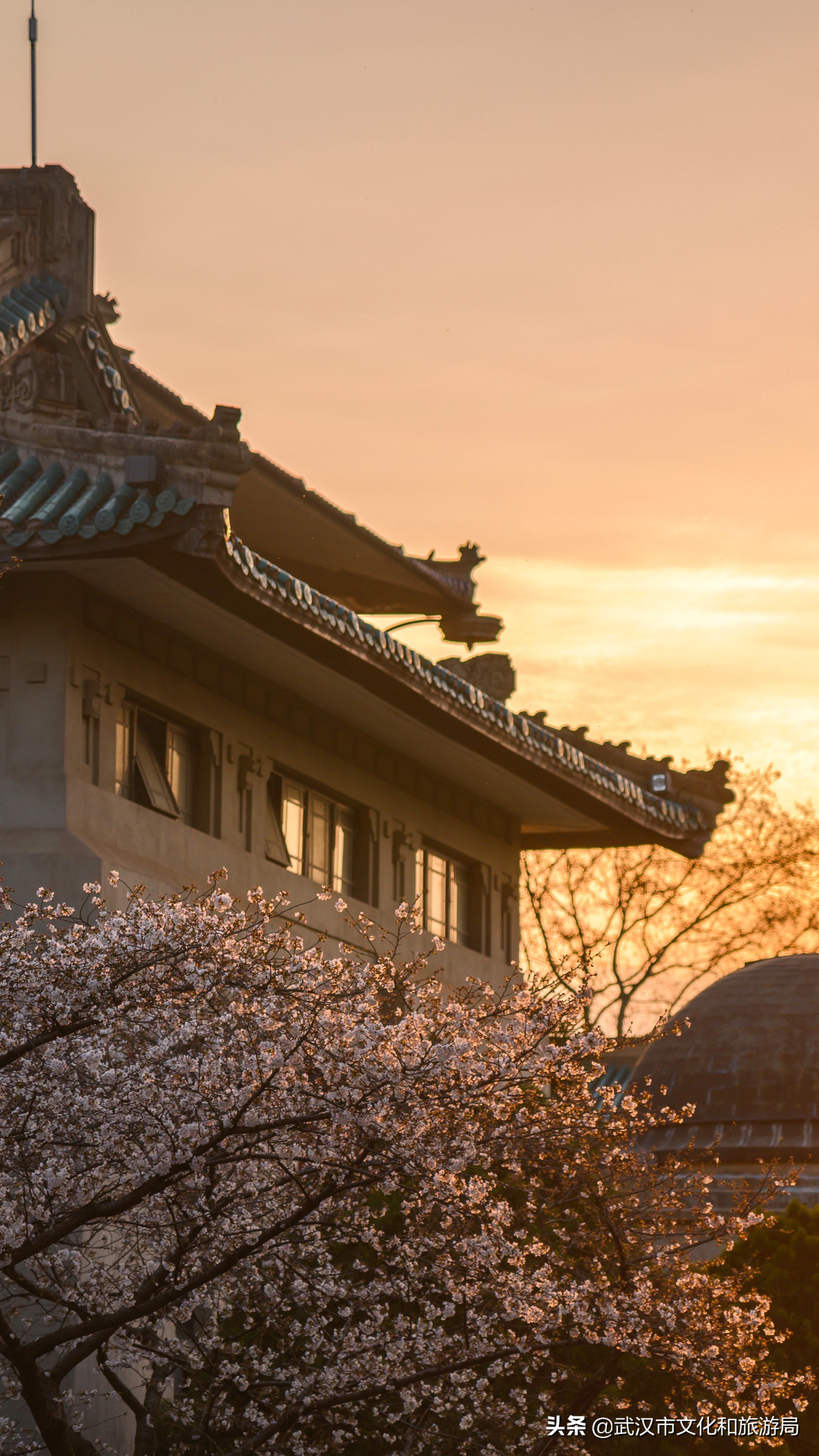 武汉东湖樱花门票,武汉看樱花的景点