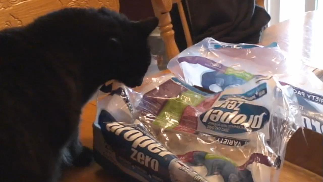 猫咪把塑料吃进肚子里怎么办,猫咪吃塑料袋子是什么原因