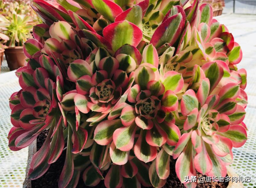 粉女巫和美杜莎法师哪个容易养,多肉法师红女巫和粉女巫区别