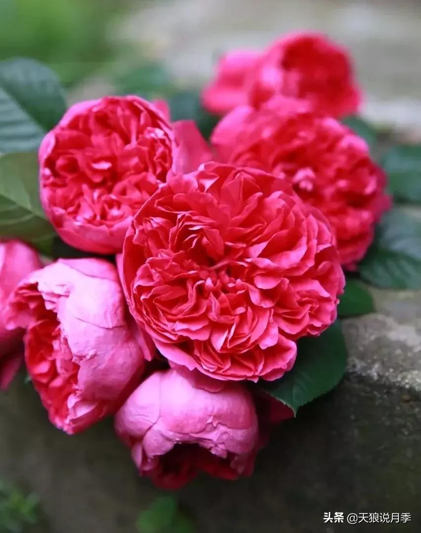 唤作「蔻丹」的月季，应该有怎样的风情？