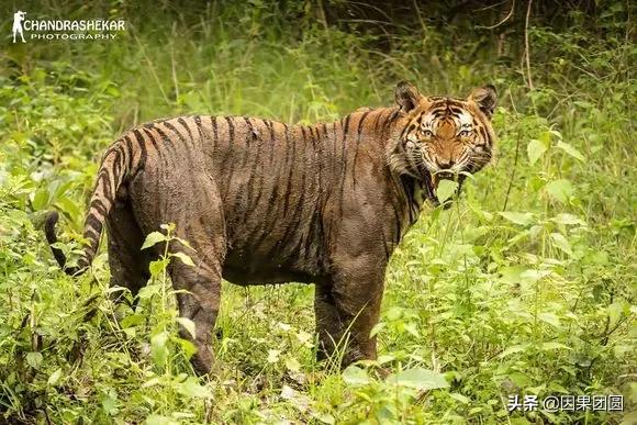 虎王拉贾孩子,虎王拉贾儿子怎么死的
