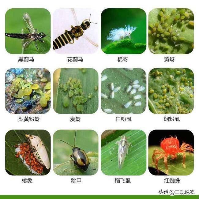 啶虫脒属低毒农药吗,农药杀虫剂大全烯啶吡蚜酮