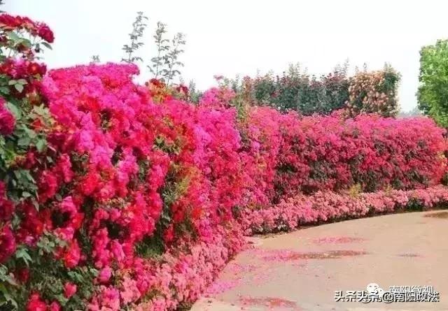 南阳春天踏青,南阳有哪些适合春游的地方