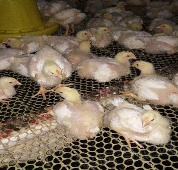 蛋鸡嗉囊炎怎么治疗,鸡嗉囊肿胀怎么彻底解决