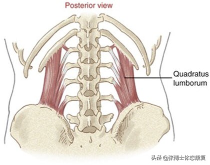 矫正骨盆倾斜伸展腰方肌,体态弯曲骨盆前倾怎么办