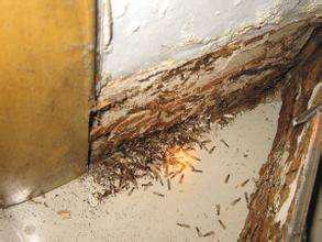 白蚁的种类和危害,白蚁的种类及防治方法