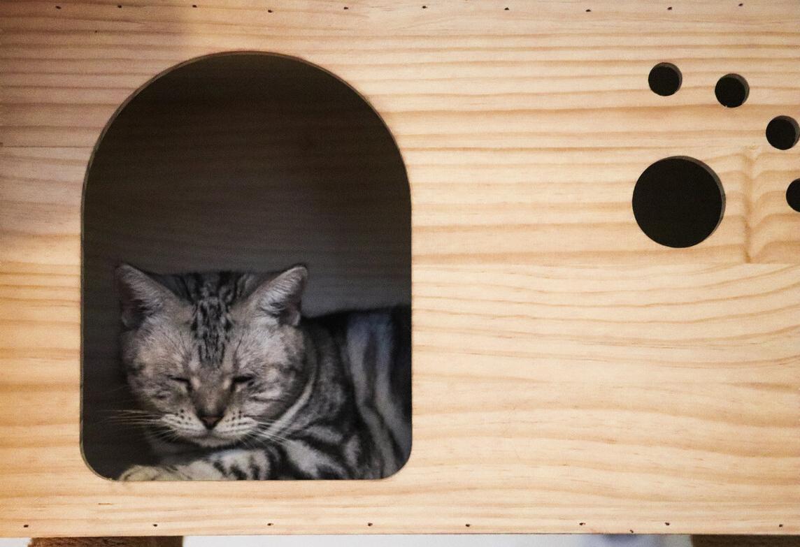 饲养猫咪必备的常用药品,怎么给猫咪饲养环境消毒