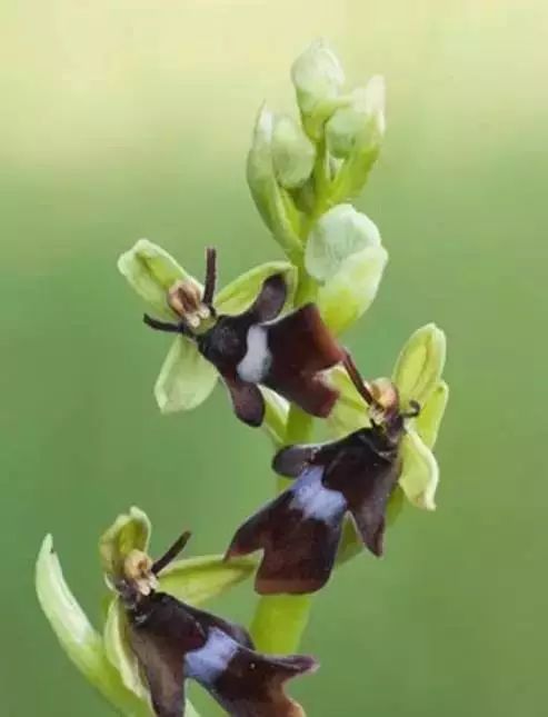 世界顶级奇花异卉,最美奇花异卉