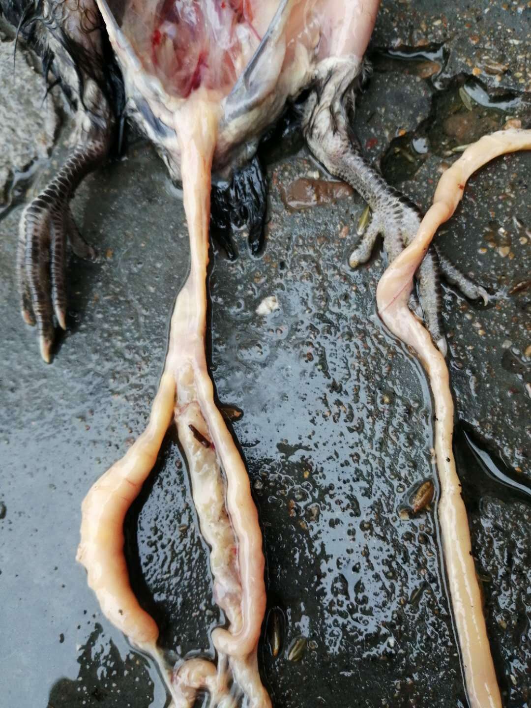 鸡盲肠栓塞哪些原因引起,肉鸡盲肠肝炎怎么治疗