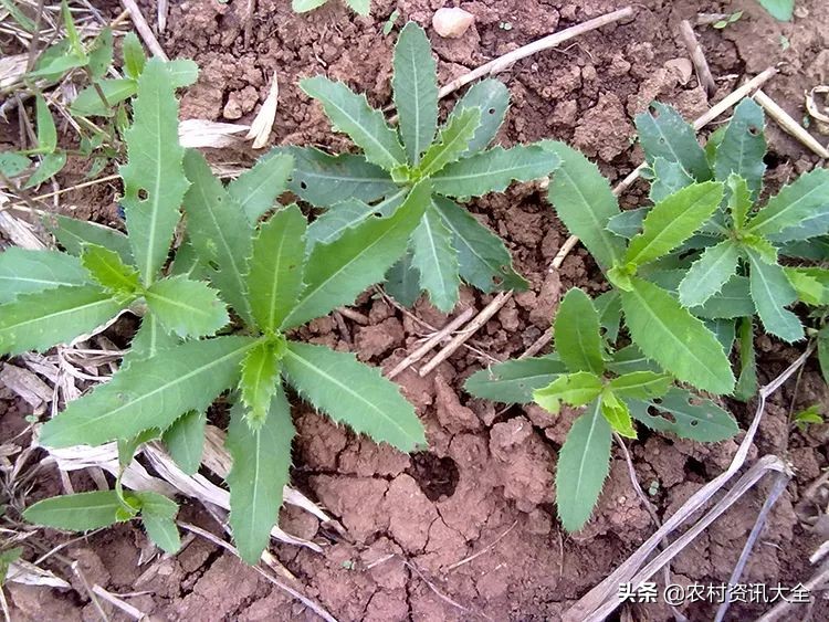 野草草药有什么用处,农村草药治疗白癜风的野草图
