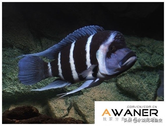 慈鲷六间混养,慈鲷科有哪些