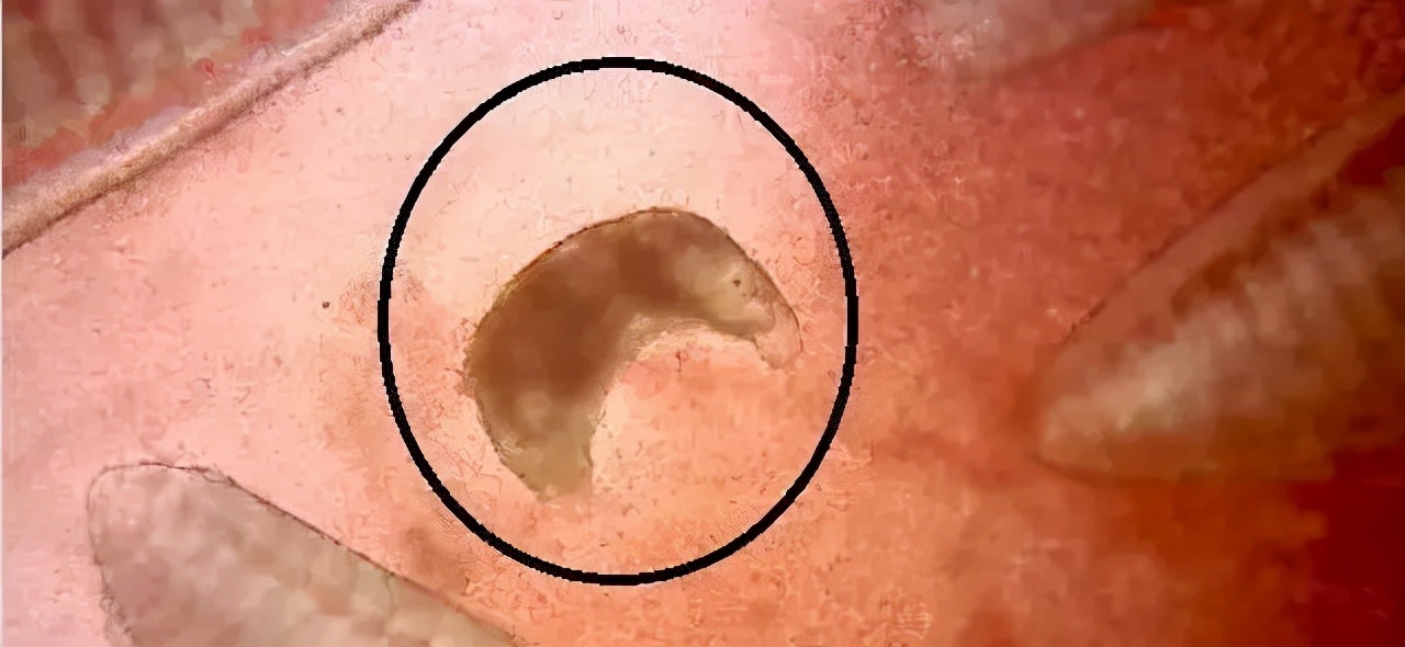 压箱底绝招，盐巴在水产上有大用