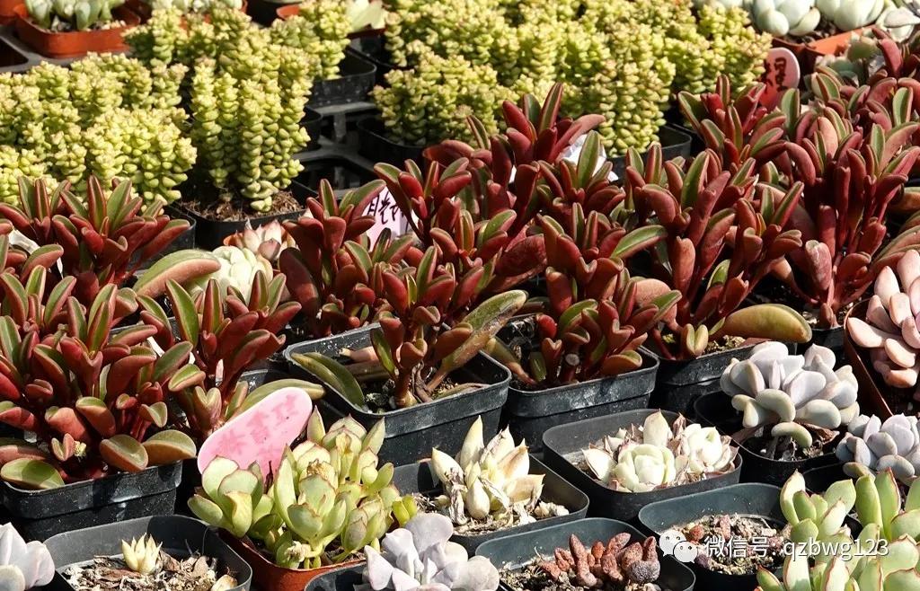 河北曲周多肉植物批发,曲周县西木多肉科技