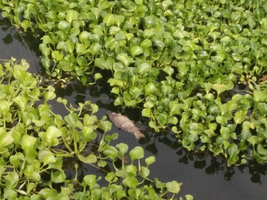 治理水葫芦泛滥的方式,水葫芦到底怎么治理