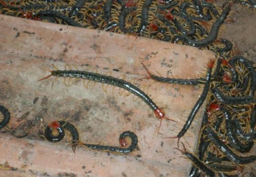 房间里面怎么预防百脚虫和蜈蚣,怎么才能养好蜈蚣草