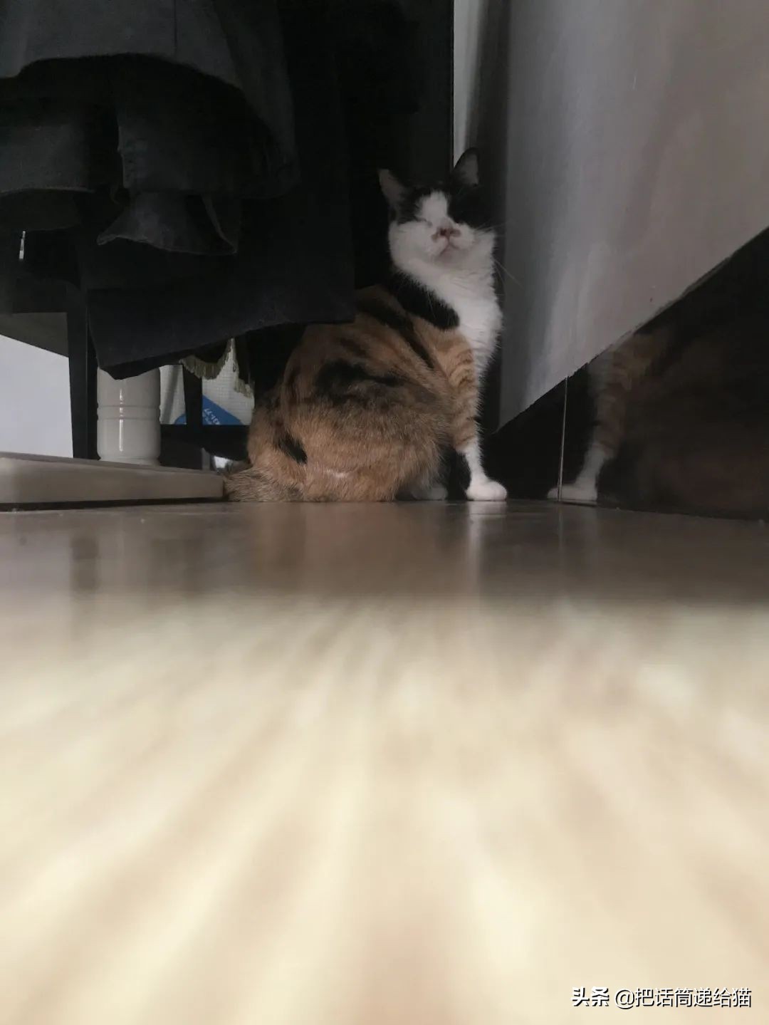 一只猫被另一只打,一只猫被两个人打