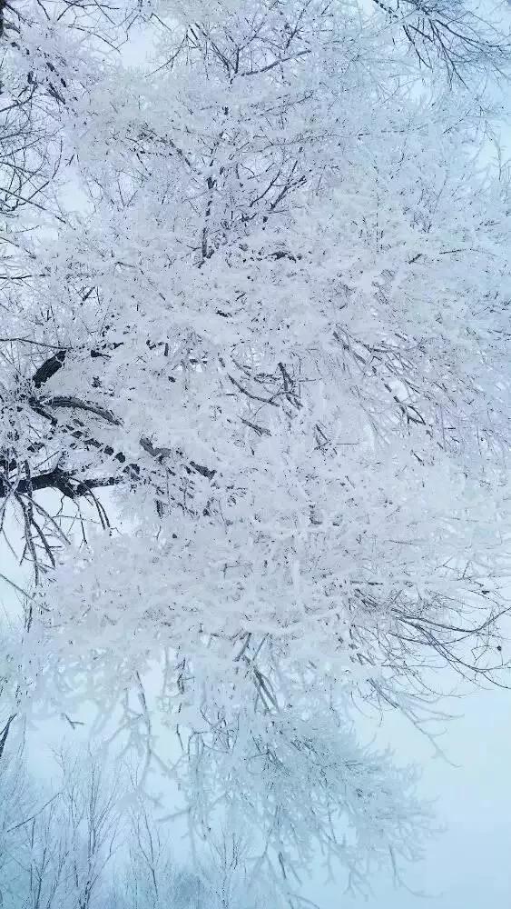 此生必去看一次雾凇太美了,此生必去看一次雾凇简直要美哭了