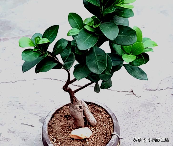 参榕是怎么养成的,养人参榕树用什么土