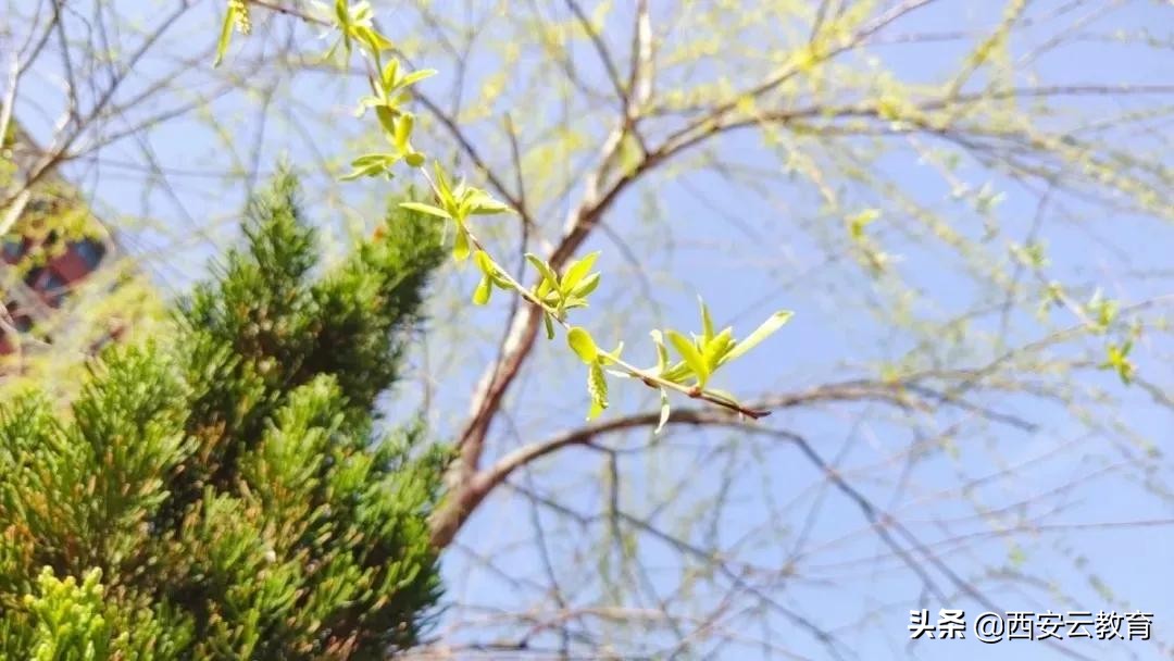西咸新区的好学校,西咸新区最好的学校