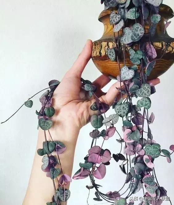 打翻了调色盘的花,打翻了调色盘的美景