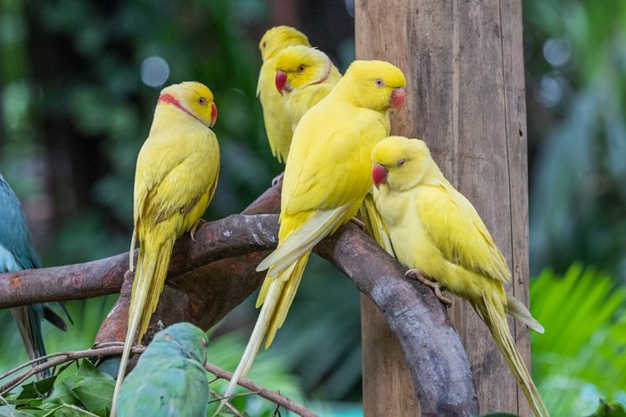 长隆飞鸟乐园湿地精灵,长隆飞鸟公园一日游攻略