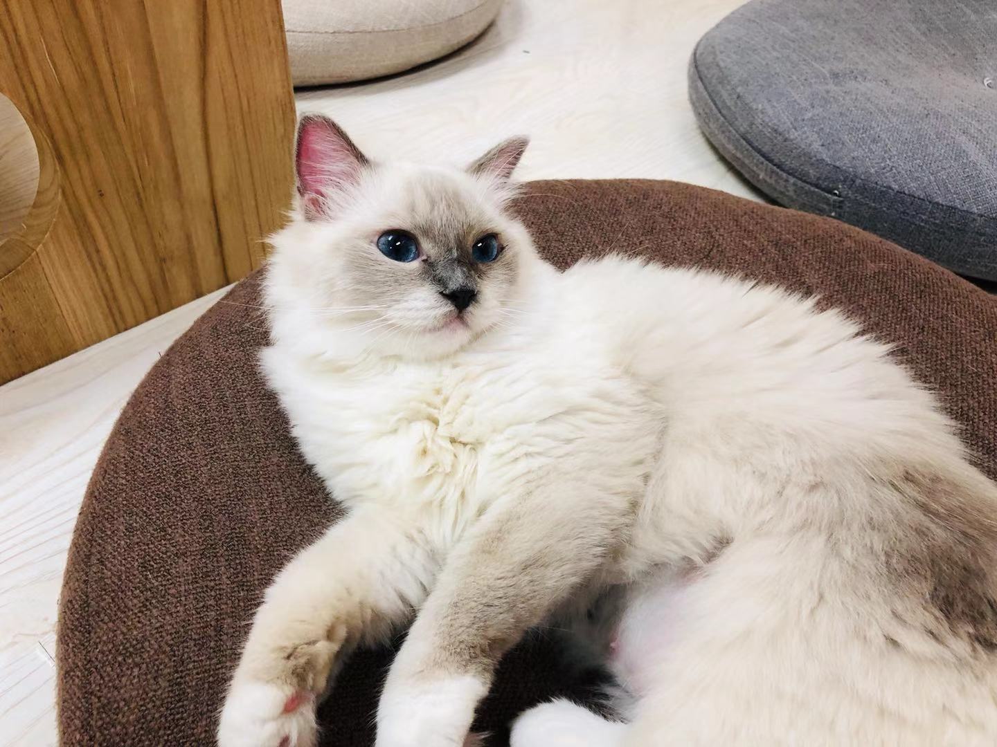 猫咪咖啡馆哪个最好,北京有名的猫咪咖啡馆