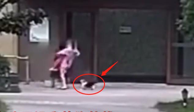 徽州宴老板娘的狗值多少钱,徽州宴老板娘到底养了多少条狗