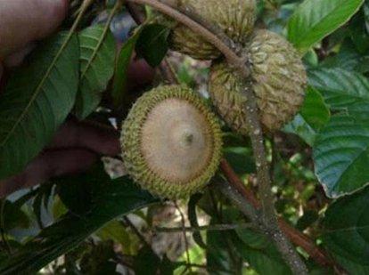 印度神油的主原料壮阳果，你知道它可以食用嘛