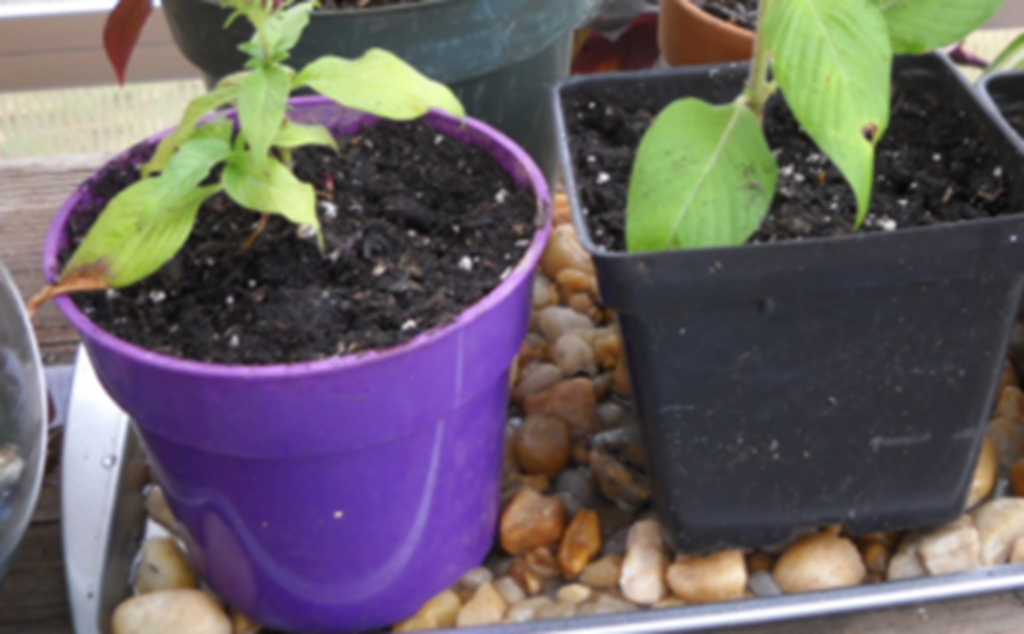 自制给花浇水神器,懒人养植物神器