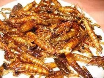 蜻蜓怎么杀死蚊子,蜻蜓是怎么吃蚊子呢