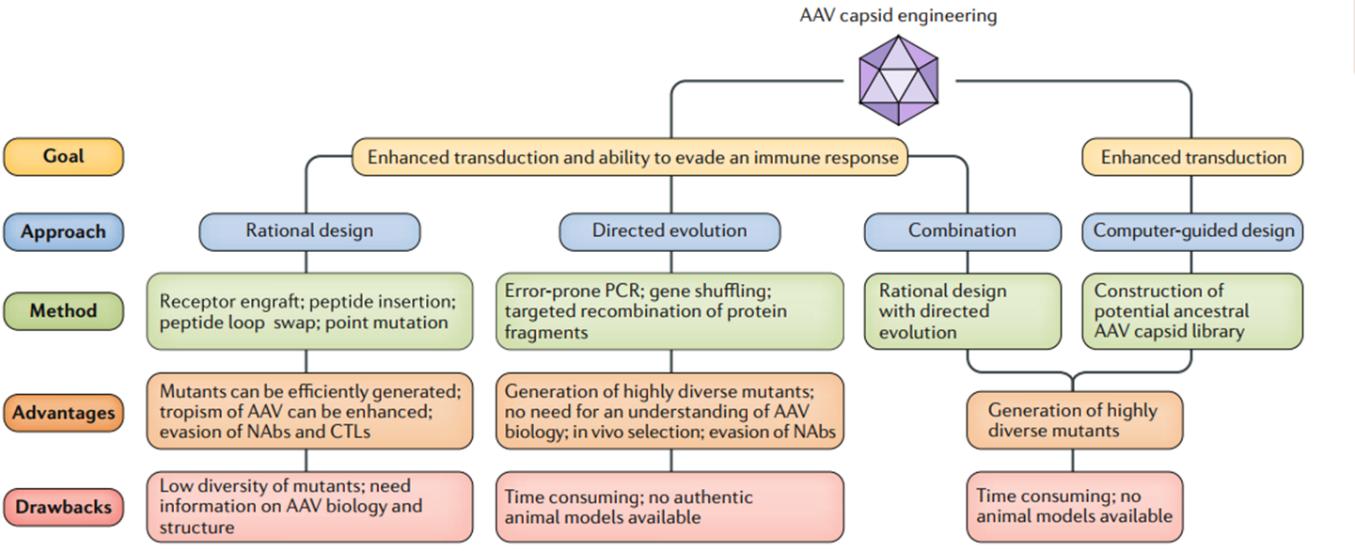 金斯瑞基因治疗发展,金斯瑞生物科技的未来