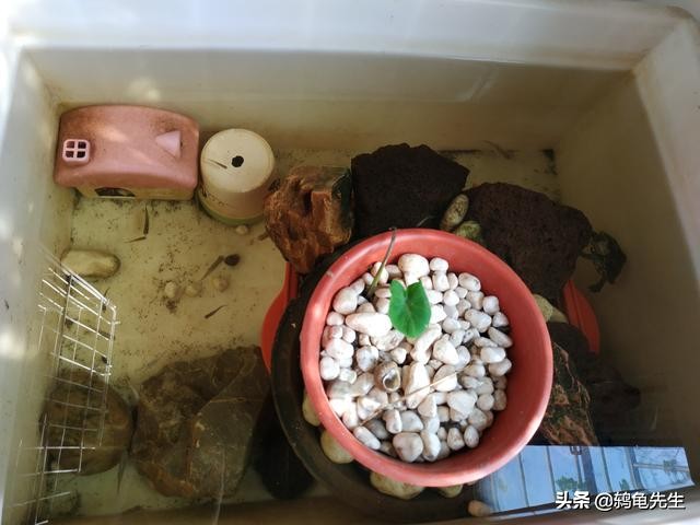 家里有暖气乌龟不冬眠可以吗,有暖气的屋里乌龟需要冬眠吗