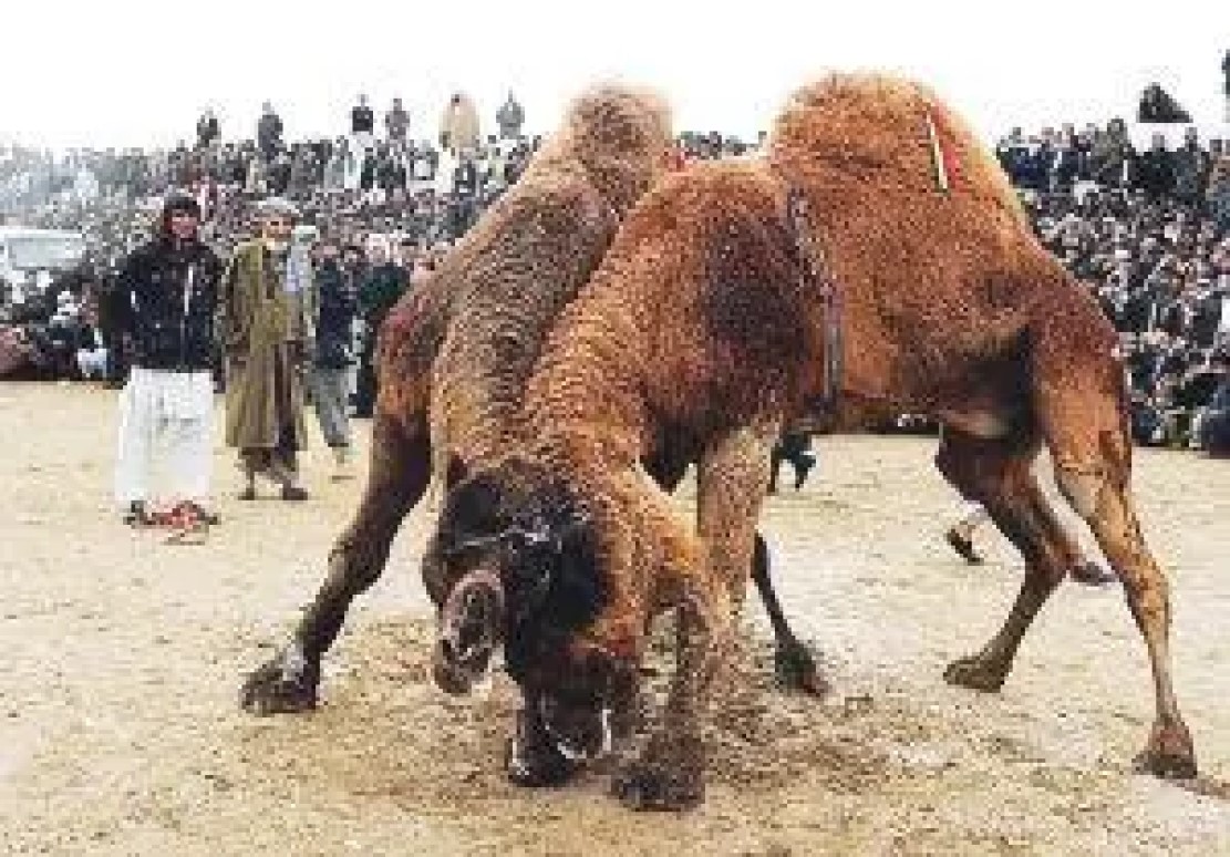 真是狗嘴里吐不出象牙,狗嘴里吐不出象牙但可以吐出蛇头