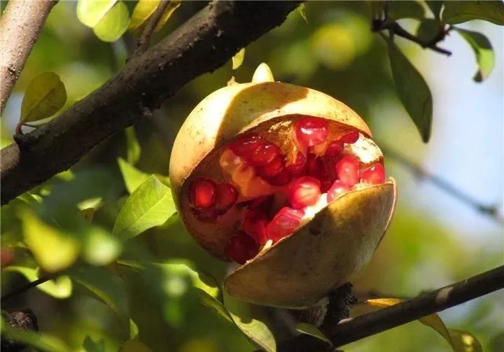 庭院辟邪的十种植物,庭院墙头守护神